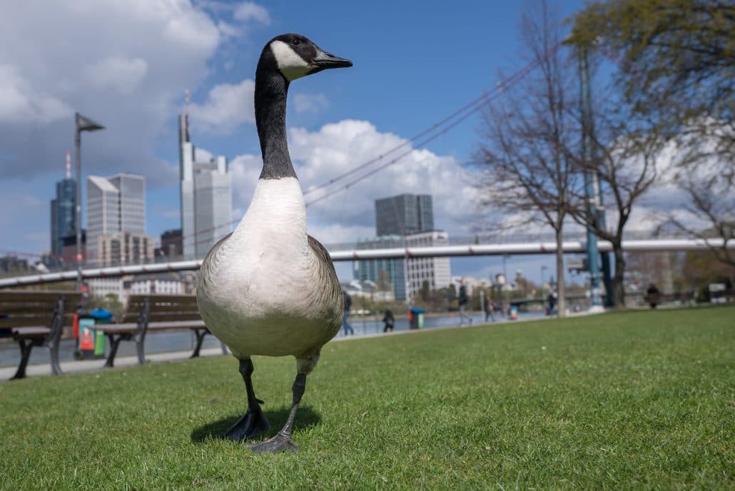 Kanadagans auf der Mainwiese vor der Frankfurter Skyline
